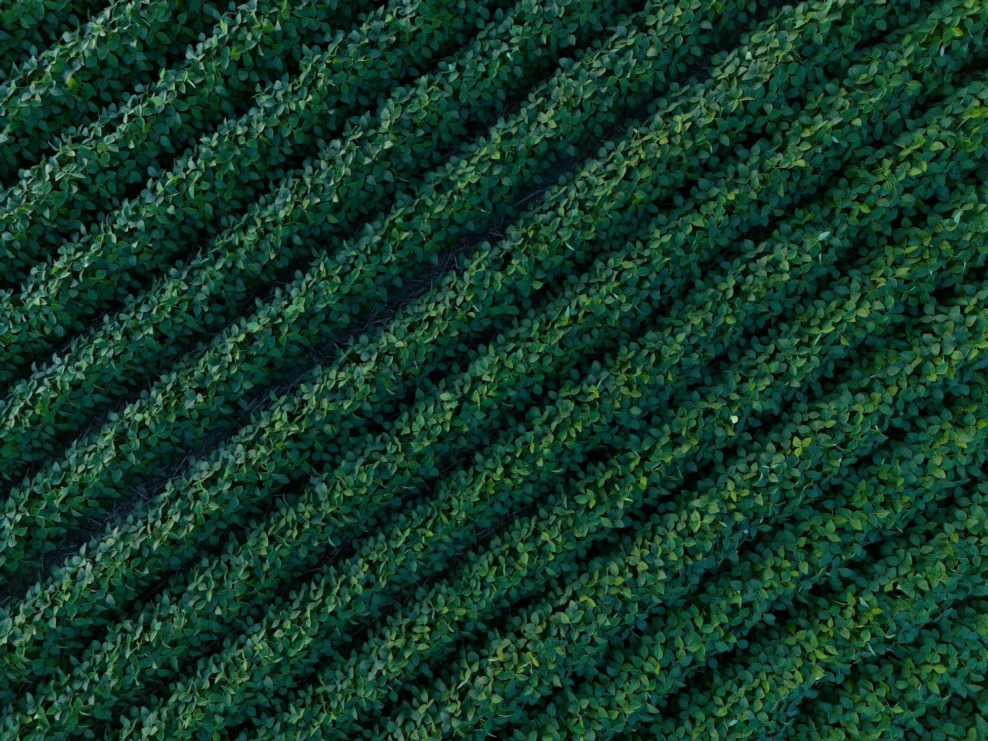 Rows of crops in a field